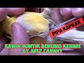 Download Iseminasi buatan kawin suntik manuk kenari ariz