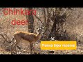 Chinkara @panna tiger reserve