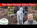 The New Forest Video Diary - March April 2024  #NewForest