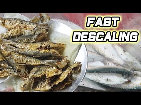 Download How to QUICKLY DESCALE TAMBAN(SARDINES) CATCH N COOK free