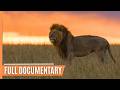 Lions, Leopards, Hyenas - Masters of the African Night | Full Wildlife Documentary