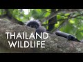 Thailand Wildlife 🇹🇭