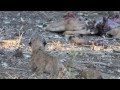 Lioness with cubs.mp4
