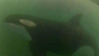 Orca close encounter with surfers
