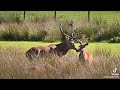 Red Deer Mating.