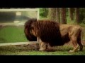 „Wie reagieren Löwen wenn sie sich selbst im Spiegel sehen?“ Der Serengeti-Park zeigt es!