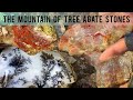 Hunting for the best tree agate stones in the mountains