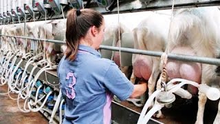 Intelligent Technology Smart Farming Automatic milking machine, Feeding, Birth, Cleaning Hoof