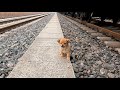 Stray puppy looking for grain dropped from train