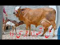 Sahiwal jarsi cross cow for sale punjab (03014865352) youtube. 1-5-24