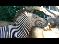 Grevy's Zebra Barking Sounds LA Zoo Los Angeles California USA October 28, 2021 Heatwave Sun