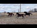 10 month old colts playing in the arena