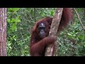 Scientists observe wild orangutan using a medicinal plant to treat a wound