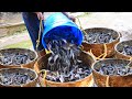 Raising Thousands of Baby Catfish - How to Become Successful in Breeding & Raising Catfish!!