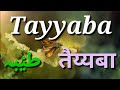 Tayyaba Name Meaning | Tayyaba Name Status | Tayyaba Name WhatsApp Status | Islamic Names
