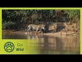 Amazon River Islands, the Floating Forest - Wildest Islands - Go Wild