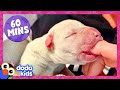 60 Minutes Of The Most Heroic Animal Rescues | Dodo Kids | 1 Hour Of Animal Videos For Kids