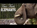 True Facts: Elephants