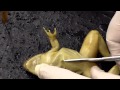 Mr H Frog Dissection.MP4