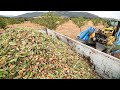 2.8 Billion Pounds Of Almonds Harvested This Way In California - Almond Processing Factory