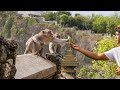 The Bartering Monkeys of Bali | Planet Earth III | BBC Earth