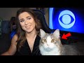 Best Cats Work From Home News Bloopers