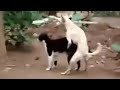 Dog Mating Cat Video   Bad Girl Mating with Dog