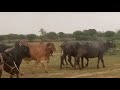 muraha buffalo and big bull ka  matting video I amazing bull matting video II muraha buffalo matting