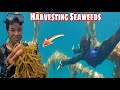 Ganto Pala Ang Seaweeds Farm Sa Gitna Ng Dagat Sobrang lalim 😧