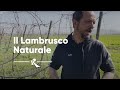 Podere Magia, Emilia Romagna - Il Lambrusco Naturale