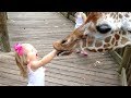 Download FORGET CATS! Funny KIDS vs ZOO ANIMALS are WAY FUNNIER! - TRY NOT TO LAUGH mp4 3gp mp3 videos - waplic