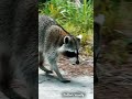 Curious Raccoon