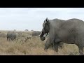 Elephants live show in Serengeti Park🤗 #lionviewtours #lionviewtours.de  www lionviewtours.de