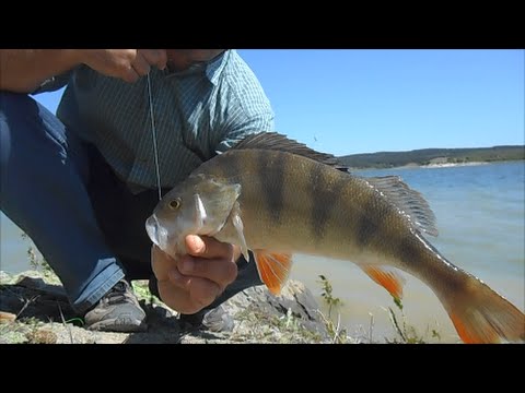 атака судака видео под водой атака судака видео под водой