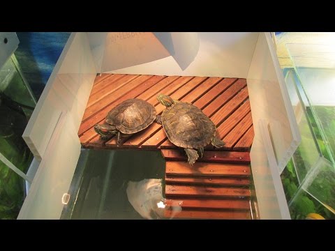 Мостик для водной черепахи своими руками Мостик для водной черепахи своими руками