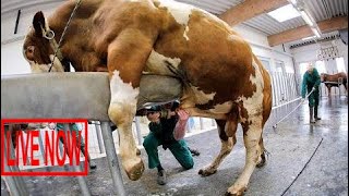 Intelligent Technology Smart Farming Automatic Cow Milking Machine, Feeding, Cleaning, Washing #SON