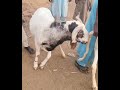 Have you bought your rams for    Eid(Ileya) or fattening