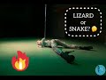 Lizard or Snake? Exotic Pole Dance Championship