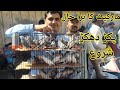 Birds Market Lalukhet Sunday Video Latest Update  28-4-24 in Urdu/Hindi