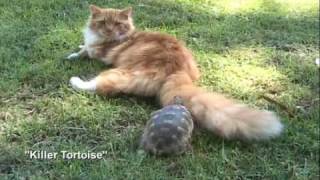 Rude Tube Top 5 Cats