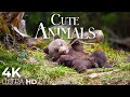 Cute Baby Animals 🐻 4K - Relaxation Film with Peaceful Relaxing Music and Animals Video Ultra HD