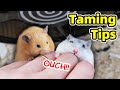 How to Tame Hamster and Minimise Biting