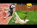 Try Not To Laugh Dogs And Cats 😁 - Best Funniest Animal Videos Of The Month #1