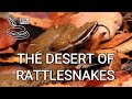 The Desert of Rattlesnakes - full nature documentary, venomous rattlesnakes of Arizona