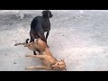 Amazing India Dogs Mating