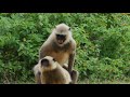wild affairs of Langur's | 4K | wildlife |