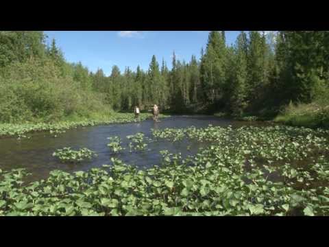 хариус на урале нахлыст видео хариус на урале нахлыст видео