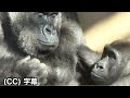 Mom gorilla hugs little gorilla napping. Genki｜Momotaro family