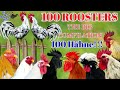 The biggest roosters compilation - Crowing roosters of more than 100 heritage chicken breeds! CROW