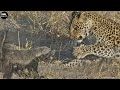Top 5 Classic Battles of Honey Badger - Wild Animals | ATP Earth